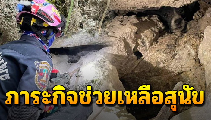 ภาระกิจช่วยเหลือสุนัขยังคงดำเนินต่อ ถึงแม้ 15 ชม.ชีวิตต้องเดินต่อไป