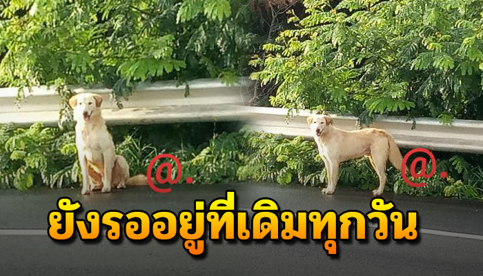 เจ้าตูบนั่งเหงาอยู่ข้างถนน ยังคงเฝ้ารออยู่ตรงเดิม คิดว่าสักวันเจ้าของจะมารับ