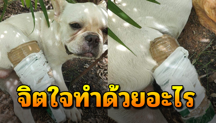 สงสารจับใจ ชาวต่างชาติเลี้ยงบลูด๊อกขาเจ็บ ไม่เลี้ยงต่อ เอามาทิ้งที่วัด ไม่รักษา