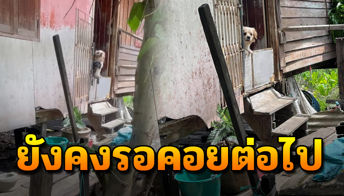 2 สุนัขยังคงเฝ้ารอชูคอคอยอยู่ทุกวัน ไม่รู้เลยว่า เจ้าของไม่มีวันกลับมาแล้ว