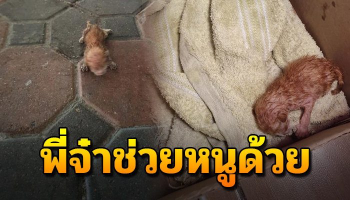 ดิ้นรนคลานหนีฝน ทุกข์ทนหวังคนช่วยอยู่แม้ตายังไม่ทันลืม