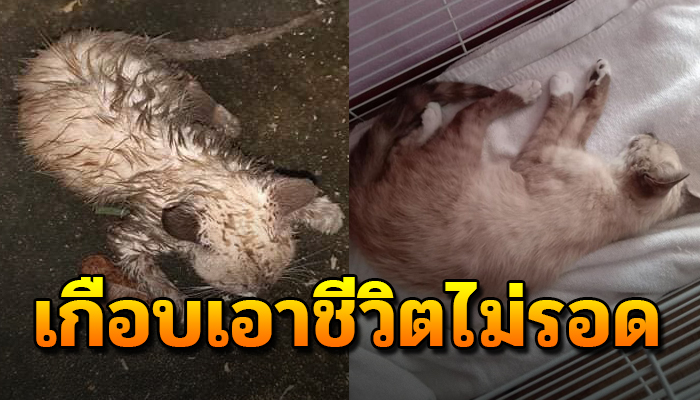 ต้องนอนทนจำตากฝนรอสิ้นลมไร้ความหวัง ตัวลำพังใจระทมไร้เรี่ยวแรงจะลุกหนี