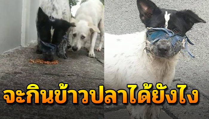 จิตใจทำด้วยอะไร เจ้าตูบจะกินข้าวกินปลาได้ยังไง แม้แต่จะหายใจก็ยังลำบาก