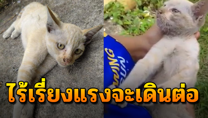 ไร้เรี่ยงแรงจะเดิน จำต้องนอนหมอบคลานไปตามพื้น ได้แต่อ้อนวอนกับสายตาสุดเศร้า