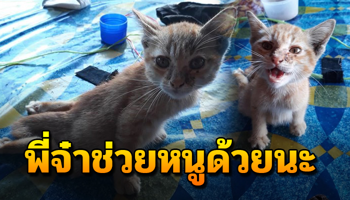 เจ้าเหมียวน้อยจำต้องเดินลากขาไปตามพื้น ด้วยตัวยังน้อยช่วยเหลือตัวเองไม่ได้