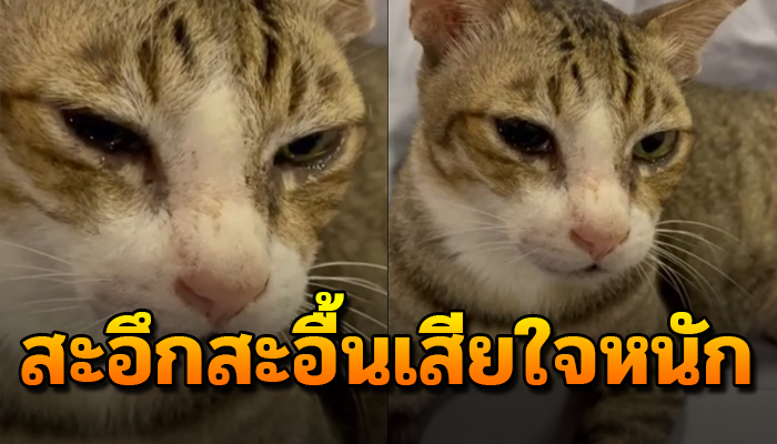เจ้าเหมียว สะอึกสะอื้นเสียใจหนักร้องไห้  พี่น้องต้องพรากจากไป