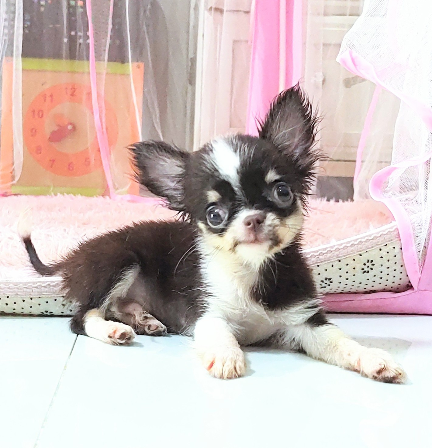 ชิวาวา ชาย สายเลือดแชมป์