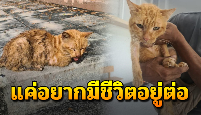 เจ้าแมวน้อย นอนตากแดดฝนไร้แรงจะลุกเดินต่อ ชีวิตที่ไม่มีใครเห็นคุณค่า
