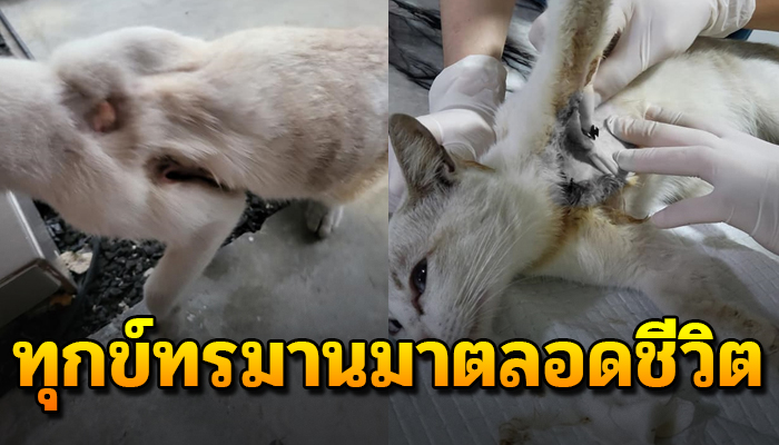 แบกสังขารมาขอข้าว ด้วยความเจ็บปวด กับสมบัติที่แม่ให้ไว้ต้องทุกข์ทรมานมาตลอด
