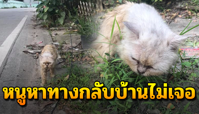 เป็นแมวพันธุ์ แต่ต้องเดินเร่ร่อน หาทางกลับบ้านไม่เจอ หวังแค่อยากกลับบ้าน