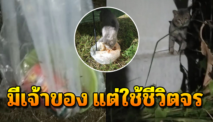 จำทนนั่งตากแดดฝนทุกข์ทนหนาว เป็นแมวมีเจ้าของ แต่ใช้ชีวิตเป็นแมวจร