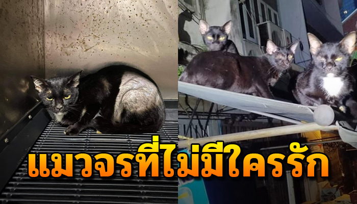 แมวจรที่ไม่มีใครรัก เพราะตัวเกิดมาดำ จำต้องเกาะกลุ่มกันไว้ไร้คนรัก