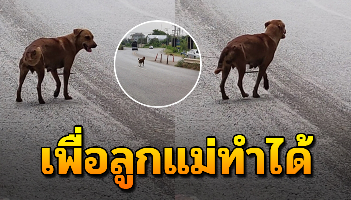 แม่ลูกอ่อนที่ต้องคอยกะเผลกขา ข้ามถนนไปหาอาหารมาให้ลูกน้อย ขอให้ลูกอิ่มก็พอแล้ว
