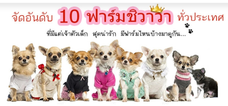 10 อันดับ ฟาร์มชิวาวาที่ดีที่สุด!