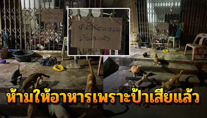 วันพรุ่งนี้อาจไม่มีแมวของยาย อีกต่อไป สุดแสนอาลัยยายจ๋าจากไปแล้ว ทิ้งไว้แต่แมว