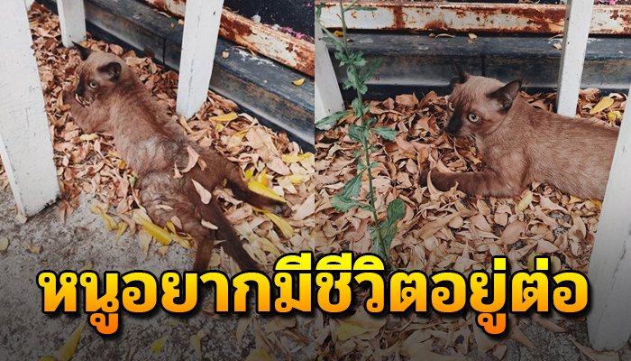 เจ้าแมวจรใช้แรงสุดท้าย ลากสังขารไปตามพื้นแข็ง ขอให้คนช่วยเพราะอยากมีชีวิตอยู่ต่อ