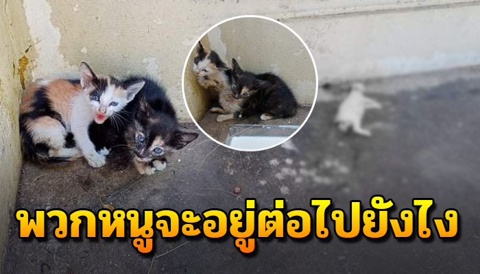 จำใจเดินขาลาก เพราะเจ้าของเก่าไม่รัก ไม่ดูแล ตอนนี้ขาใช้ไม่ได้แล้ว