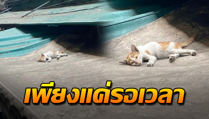 นอนหายใจโรยริน ไร้ความหวัง ไร้คนดูแล ได้แต่เฝ้ามองว่าเมื่อไหร่ฉันจะหมดลม