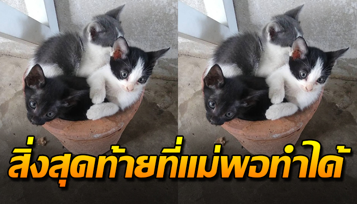 แม้เกิดเป็นจรที่ คนไม่เห็นค่า แต่คิดว่าลูกๆคงจะโชคดี ในสิ่งที่แม่ทำให้