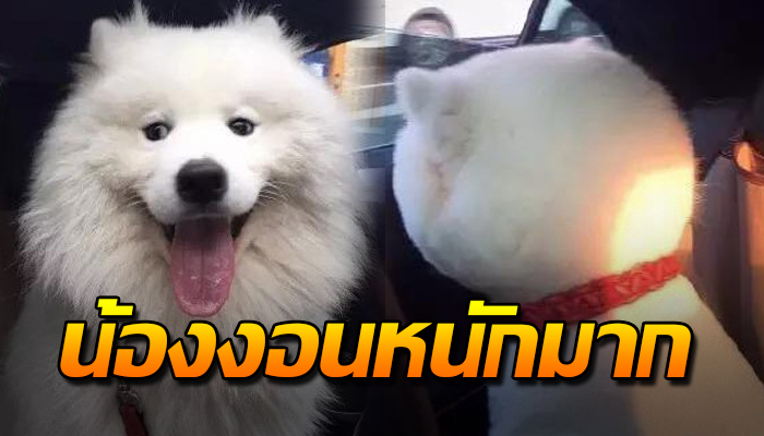 น้องงอนหนักมาก บอกว่าจะพาตัดขน สุดท้ายตัดทรงโดเรม่อน