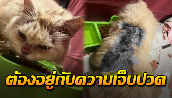 ต้องอาศัยใต้ถุนบ้าน พลัดหลงมานานร่วมเดือน หนีหมาหลังโดนไล่ฟัดเจ็บไปทั้งตัว
