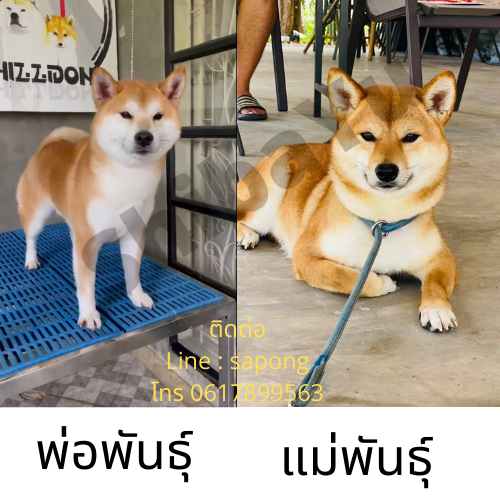 ขายลูกสุนัข ชิบะอินุ สายเลือดดี พร้อมย้ายบ้าน มีนาคม 2565