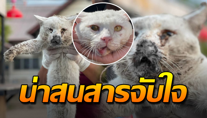 น่าสงสาร ชีวิตของน้องจรที่อาศัยอยู่ในห้างดัง และถูกเขาทำร้ายจนปากเบี้ยวผิดรูป