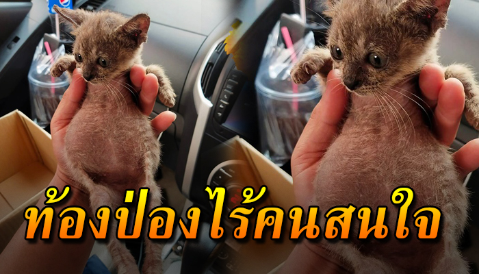 เห็นไกลๆนึกว่ามะพร้าว เดินเตร่อยู่ข้างถนนท้องป่องไร้คนสนใจ น่าสงสารมาก