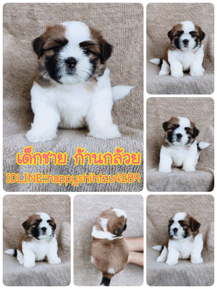 ชิสุผสมปอม5500.-เก็บปลายทาง มีปะกันสุขภาพline::happyshihtzu4289