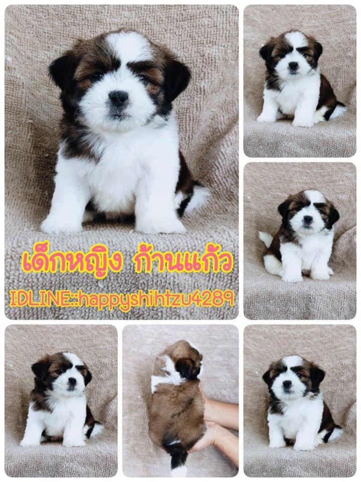 ชิสุผสมปอม5500.- เก็บปลายทาง มีปะกันสุขภาพline::happyshihtzu4289