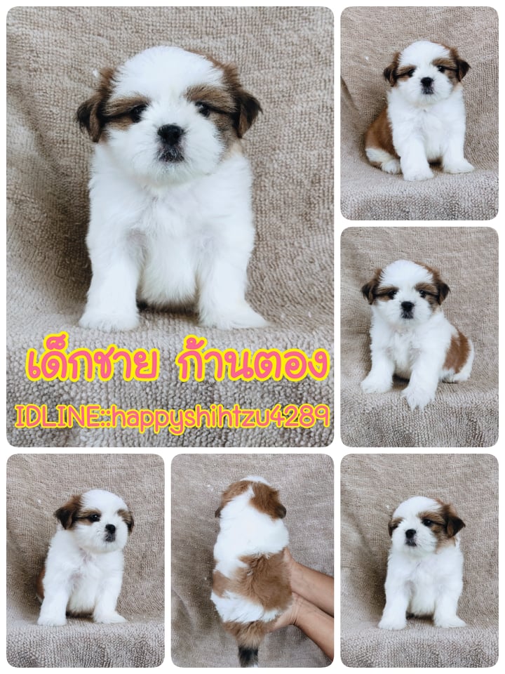 ชิสุผสมปอม5500.- เก็บปลายทาง มีปะกันสุขภาพline::happyshihtzu4289