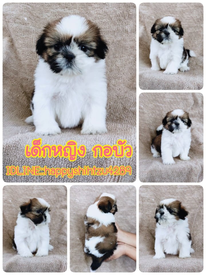 ชิสุแท้ 5900.- เกรดสวย เก็บปลายทาง มีปะกันสุขภาพline::happyshihtzu4289