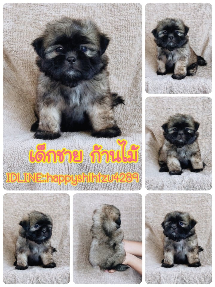 ชิสุผสมปอม5500.- เก็บปลายทาง มีปะกันสุขภาพline::happyshihtzu4289