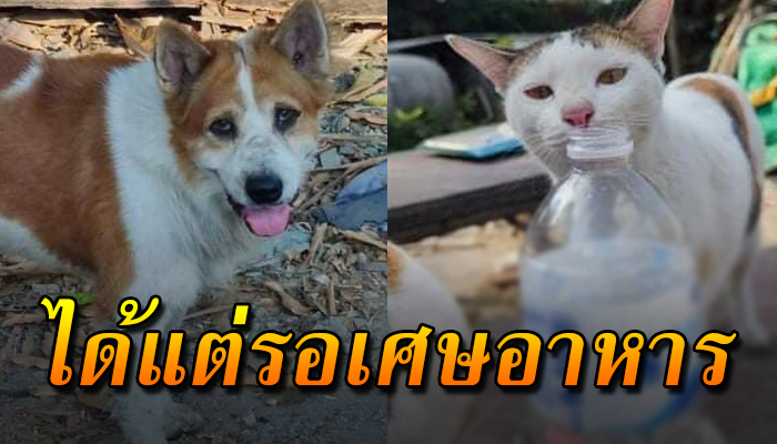 ยังเฝ้าคอยอยู่ในเศษกับซากประหลักหักพัง อยู่ลำพัง ไร้คนสนใจ ได้แต่รอคอยเศษอาหาร