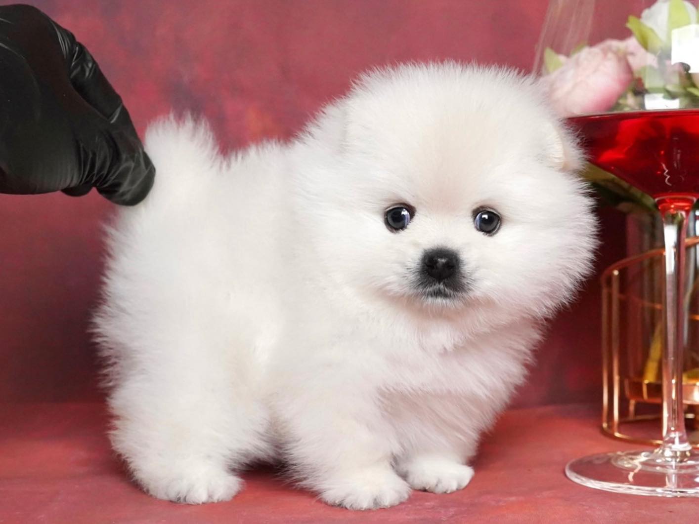 น้องปอม