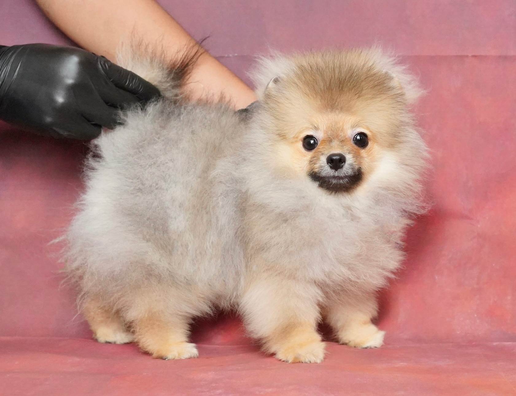 น้องปอม