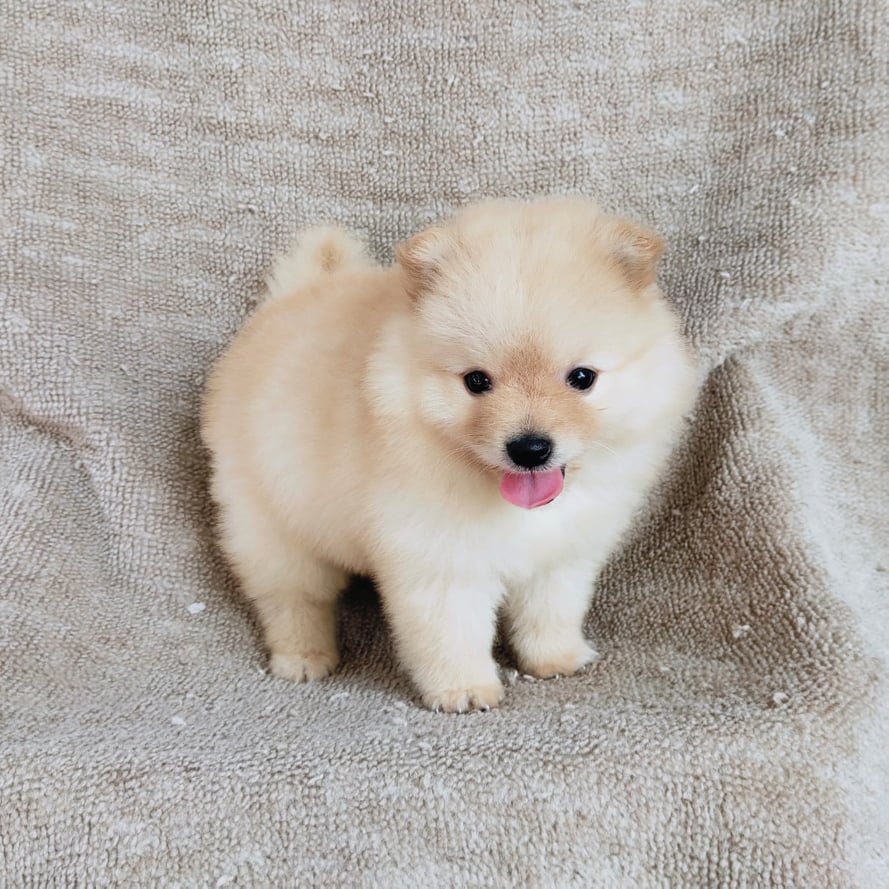 ปอมแท้ 7900.- เก็บปลายทาง IDLINE::happyshihtzu4289
