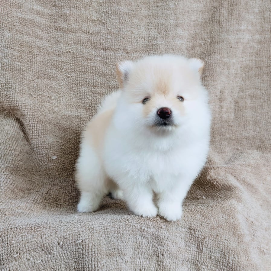ปอมแท้7900.-เก็บปลายทาง IDLINE::happyshihtzu4289
