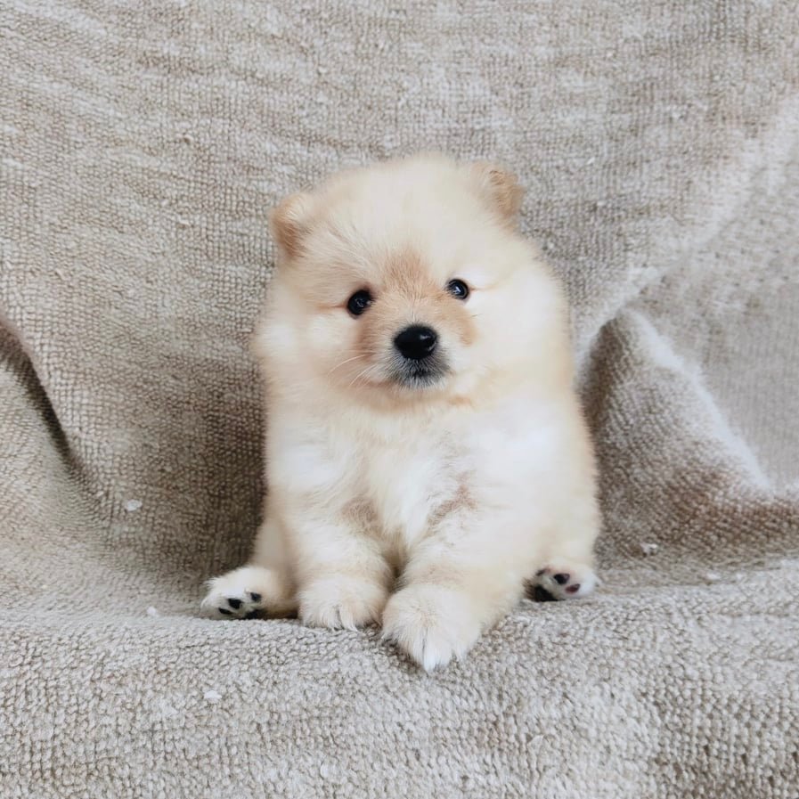 ปอมแท้ 7900.- เก็บปลายทาง IDLINE::happyshihtzu4289