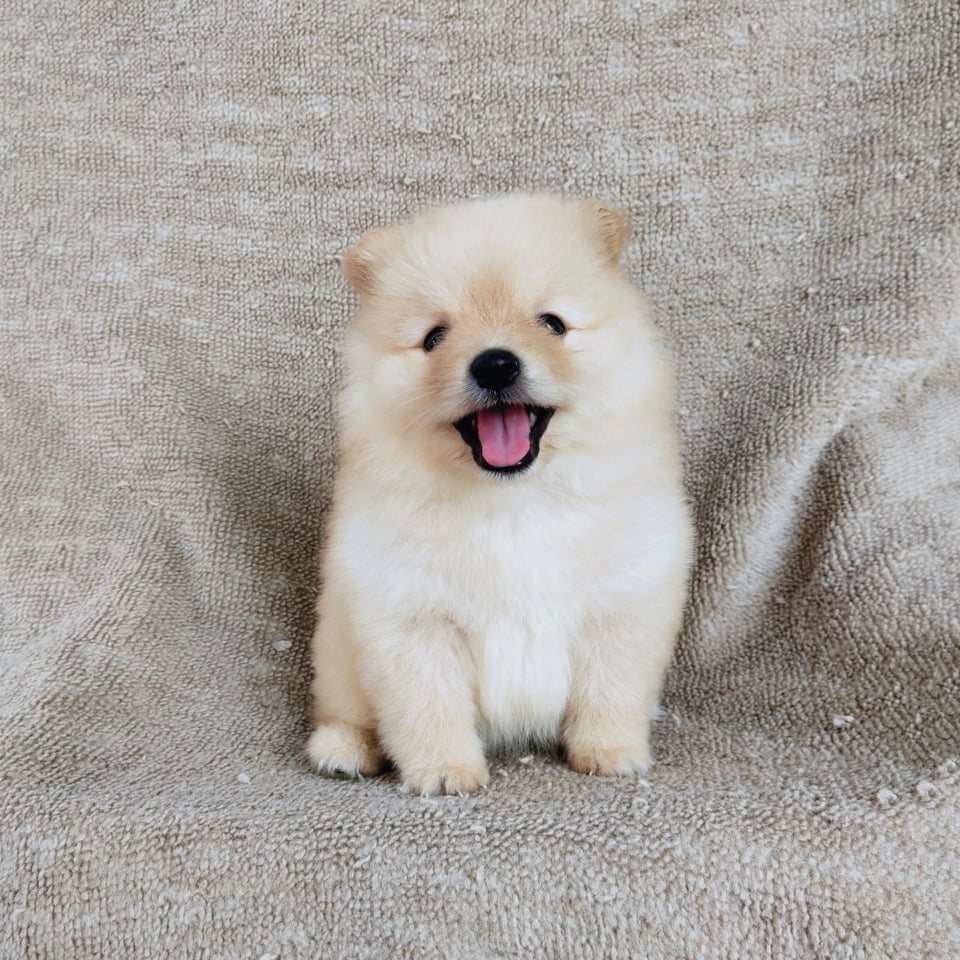 ปอมแท้ 7900.- เก็บปลายทาง IDLINE::happyshihtzu4289