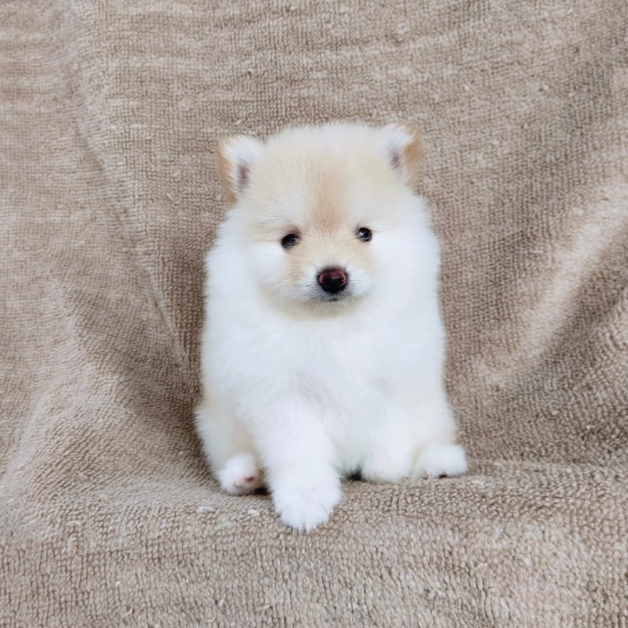 ปอมแท้7900.-เก็บปลายทาง IDLINE::happyshihtzu4289