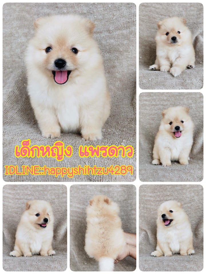 ปอมแท้ 7900.- เก็บปลายทาง IDLINE::happyshihtzu4289