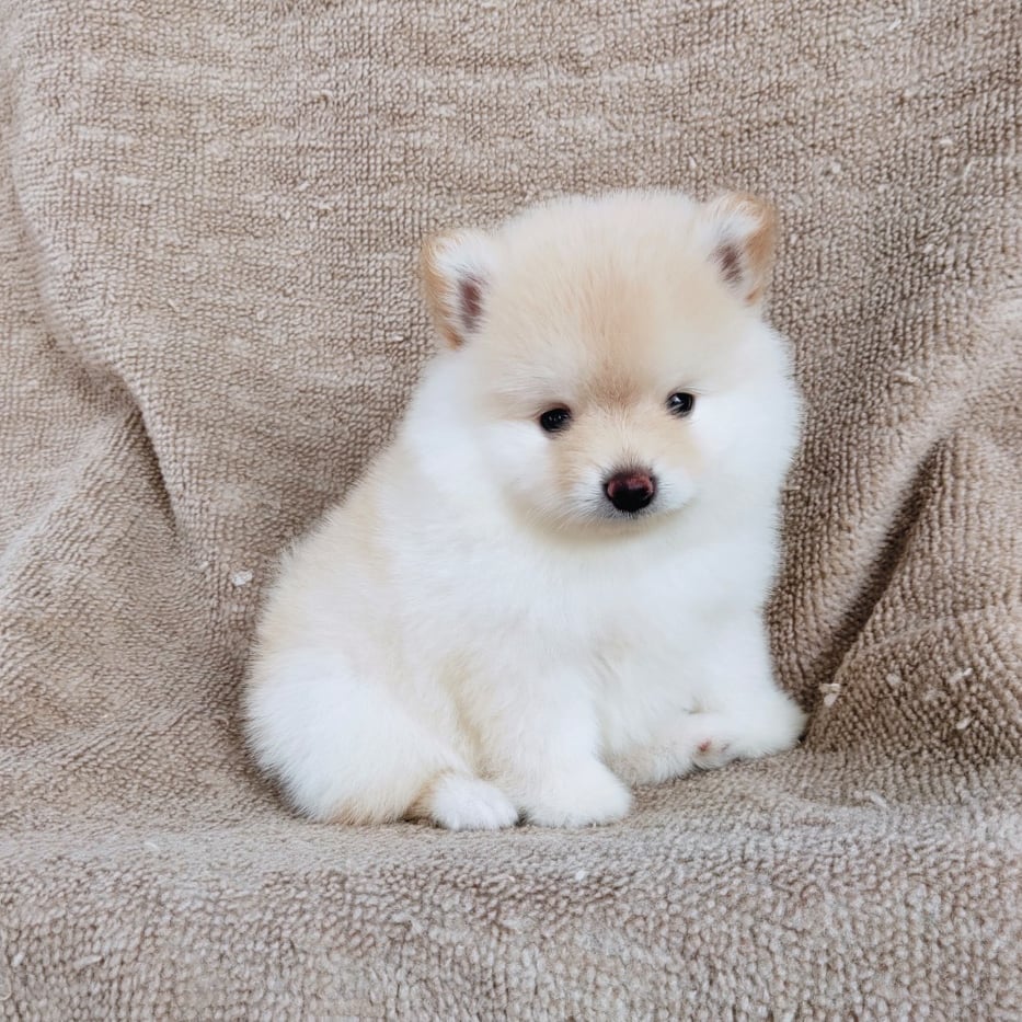 ปอมแท้7900.-เก็บปลายทาง IDLINE::happyshihtzu4289