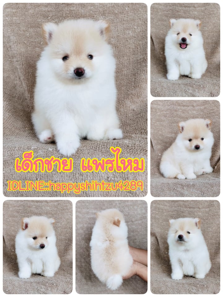 ปอมแท้7900.-เก็บปลายทาง IDLINE::happyshihtzu4289