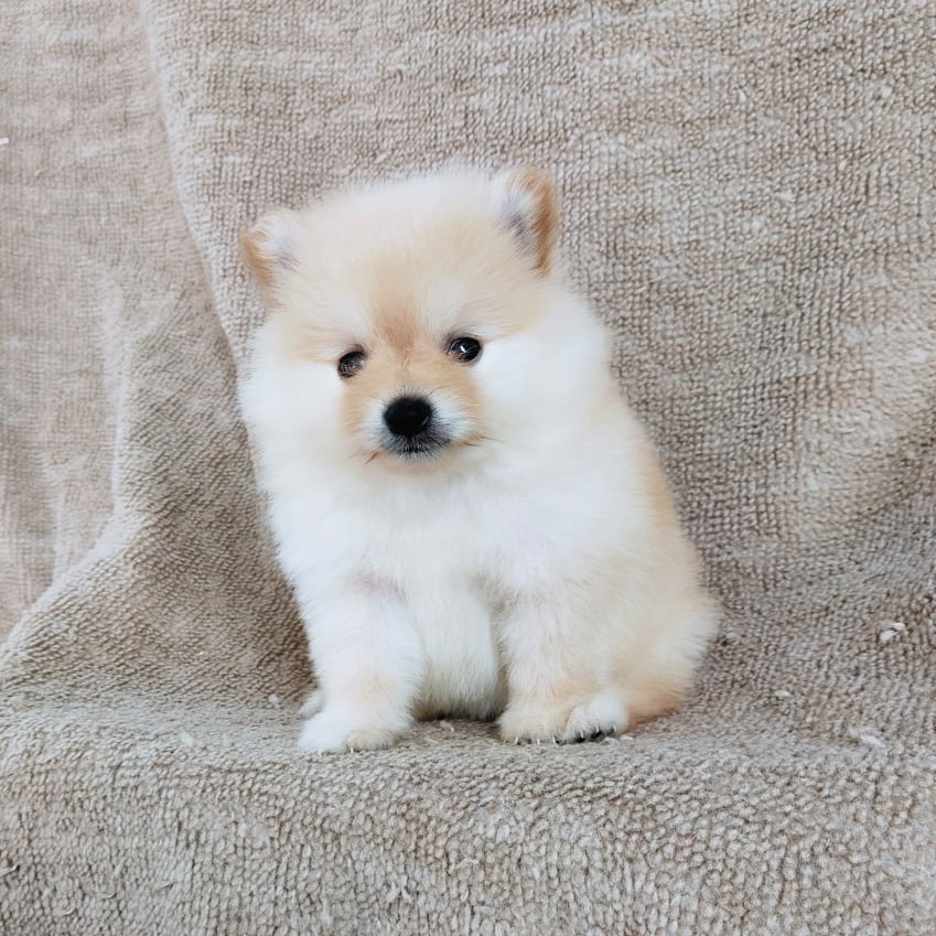 ปอมแท้ไซส์เล็ก7900.- เก็บปลายทาง IDLINE::happyshihtzu4289