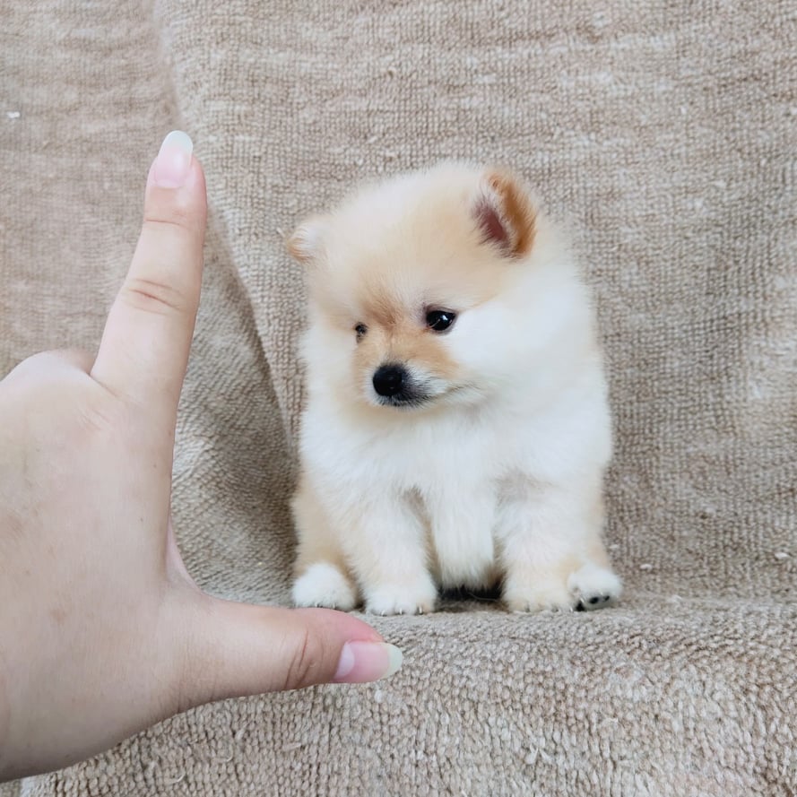 ปอมแท้ไซส์เล็ก7900.- เก็บปลายทาง IDLINE::happyshihtzu4289