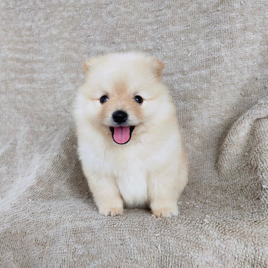 ปอมแท้ 7900.- เก็บปลายทาง IDLINE::happyshihtzu4289