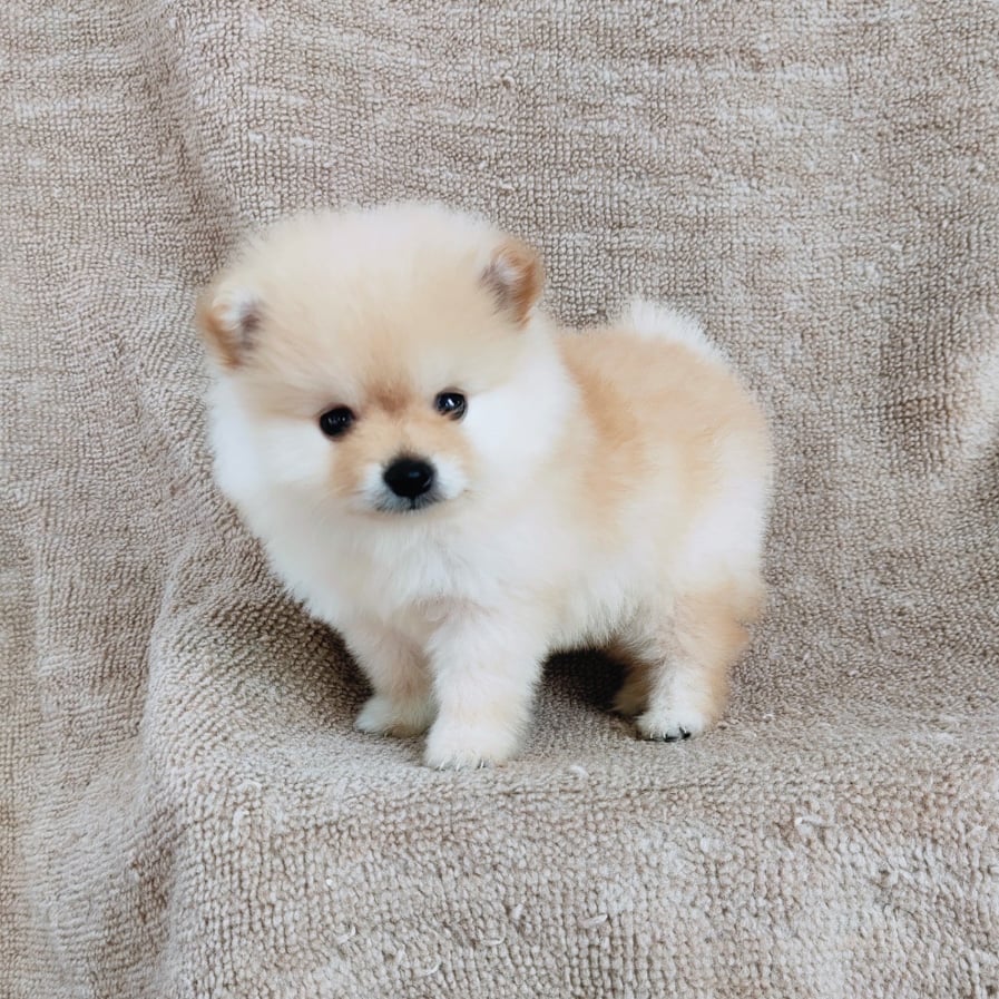 ปอมแท้ไซส์เล็ก7900.- เก็บปลายทาง IDLINE::happyshihtzu4289