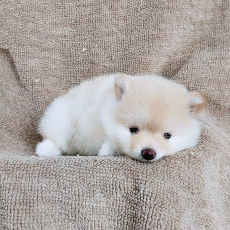 ปอมแท้7900.-เก็บปลายทาง IDLINE::happyshihtzu4289