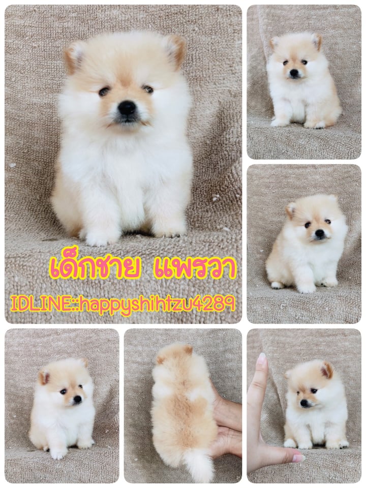ปอมแท้ไซส์เล็ก7900.- เก็บปลายทาง IDLINE::happyshihtzu4289